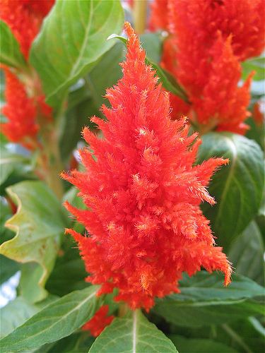 راهنمای نگهداری و پرورش گیاهان آپارتمانی - تاج خروس تاجی